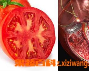 番茄红素的副作用 番茄红素的副作用是什么