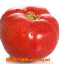 番茄如何栽培（番茄如何栽培视频）