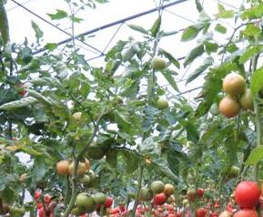 番茄无土栽培技术 番茄无土栽培技术要点