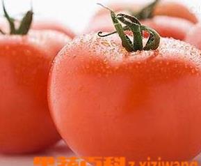 西红柿的养生功效和贮存方法 西红柿的功效与作用食用方法