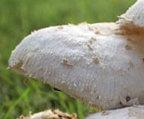 白草菇怎么做 白草菇怎么做最好吃