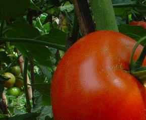 番茄种植方法技巧 番茄如何种植技术