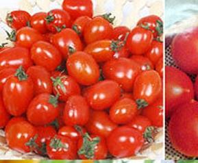 番茄霉病的防治 番茄叶霉病防治方法