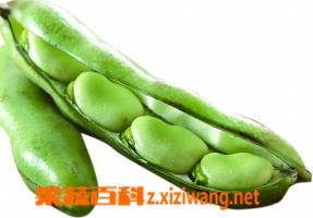 蚕豆的营养价值 蚕豆的营养价值和食用禁忌有哪些