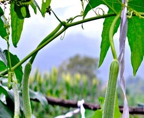 丝瓜藤的用途,丝瓜藤有什么作用 丝瓜藤的功效与作用,丝瓜藤的副作用