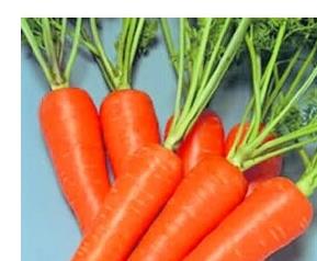 胡萝卜的营养价值和营养成份