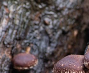 椴木香菇如何种 椴木香菇如何种植
