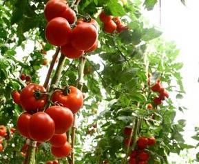 春季西红柿的种植方法 春季西红柿的种植方法和时间