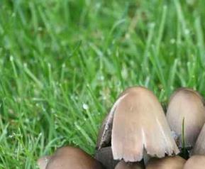 野生草菇的营养价值和图片