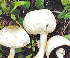 蘑菇的营养价值和蘑菇食用效果 蘑菇的营养价值和蘑菇食用效果对比