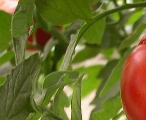 番茄美白作用 番茄的美白功效