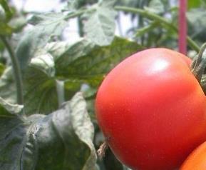 怎么种小番茄 怎么种小番茄好吃