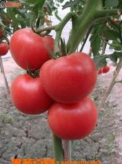 吃番茄可预防前列腺癌 吃番茄能预防前列腺吗