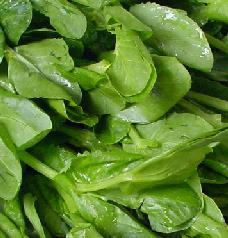 豌豆尖营养分析和食疗作用 豌豆尖 营养价值