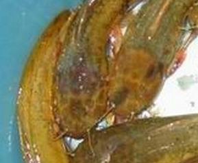 黄鲶鱼的营养价值 黄鲶鱼的营养价值及功效