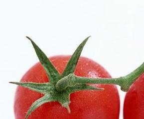 番茄黄萎病症状和治疗方法 番茄黄萎病防治方法