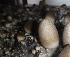草菇怎样栽培,草菇如何栽培 草菇的种植与栽培技术
