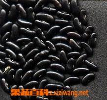 黑豆与黑芸豆的区别 黑豆跟黑芸豆的区别