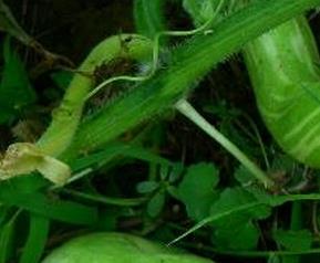 蛇豆的营养价值 蛇豆的营养价值视频