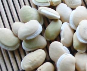 白扁豆是什么样的 正宗白扁豆是什么样的