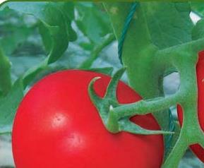 番茄的营养成份有哪些 番茄的主要营养成分