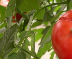 番茄种植田间管理措施（番茄种植管理方法）
