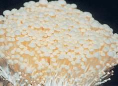 金针菇菌种生产繁殖技术 金针菇菌种培育