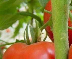 番茄可以美白防癌 番茄怎样吃才能起到美白作用