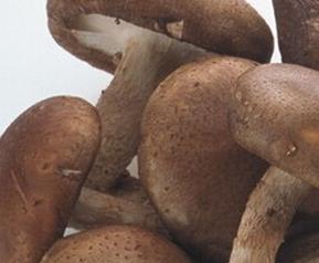 新鲜香菇怎么保存 买来的新鲜香菇怎么保存