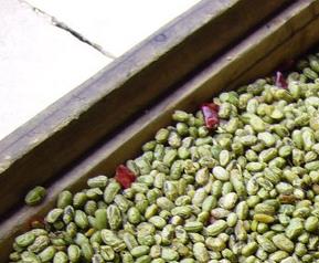 青豆营养价值和食疗作用 青豆 营养成分