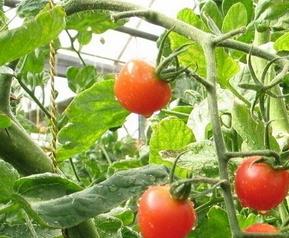什么是番茄保鲜术 什么是番茄保鲜术式