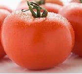 大棚番茄谨防脐腐病 番茄脐腐病防治