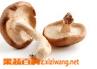 香菇药理作用 香菇的药理作用