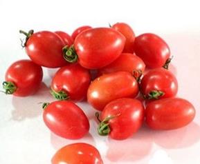 怎样培植小番茄 小番茄怎么培育