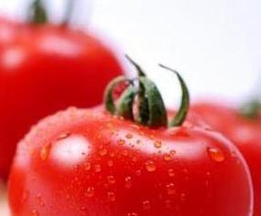 番茄不宜搭配的菜,番茄不能与哪些菜同吃