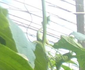 绿如意丝瓜高效栽培要点 丝瓜水种植