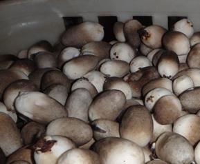 草菇做法推荐,草菇烩花椰菜 草蘑菇的做法