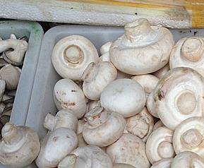 口蘑的几种做法 口蘑有几种做法