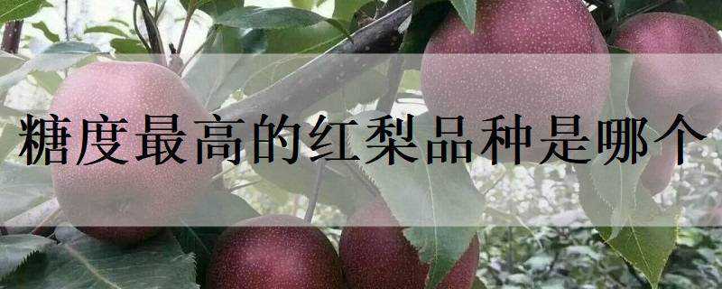 糖度最高的红梨品种是哪个（糖度最高的红梨品种是哪个品种）