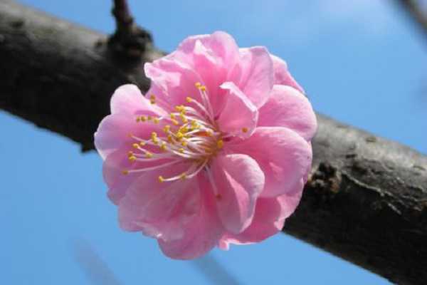 蔷薇什么季节开花，花期在几月份 蔷薇花的花期是什么季节