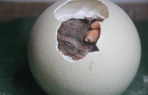 鸵鸟蛋孵化技术（鸵鸟蛋孵化技术蛋能分出公母吗）