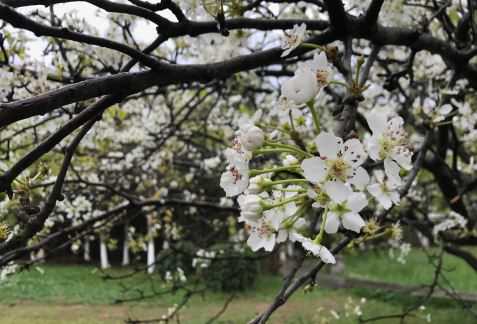 杏树花期能浇水吗，杏树养殖方法 杏树开花期能浇水吗