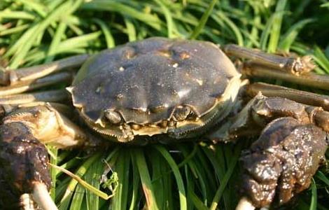 湖泊养殖河蟹如何防止外逃 怎么养殖河里的螃蟹
