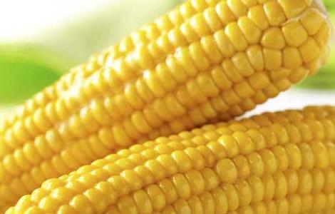 玉米的营养价值 玉米的营养价值和功效