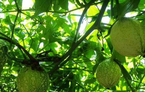 吊瓜子的功效与作用 吊瓜子的功效与作用及食用方法