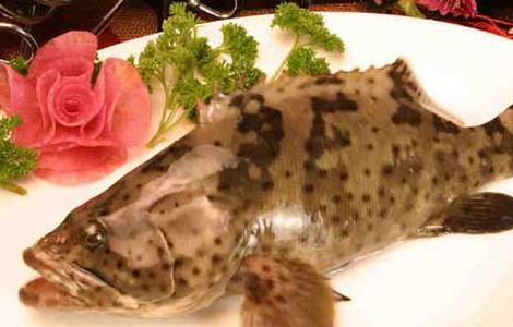 石斑鱼的营养价值