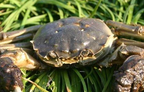 螃蟹养殖的五大关键性措施