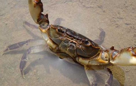 河蟹和青虾混养日常管理技术 河蟹龙虾混养技术