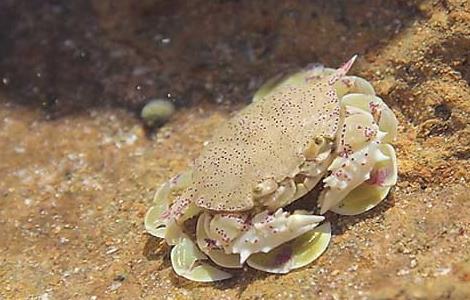 海蟹怎么保存