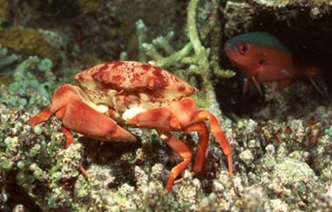 海蟹怎么保存